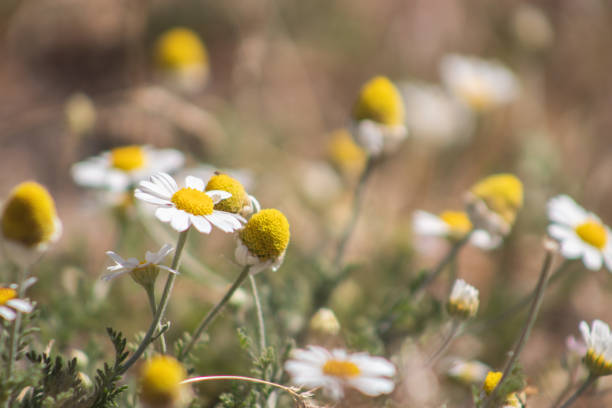 istock White camomiles on a dry lawn. 1050407864