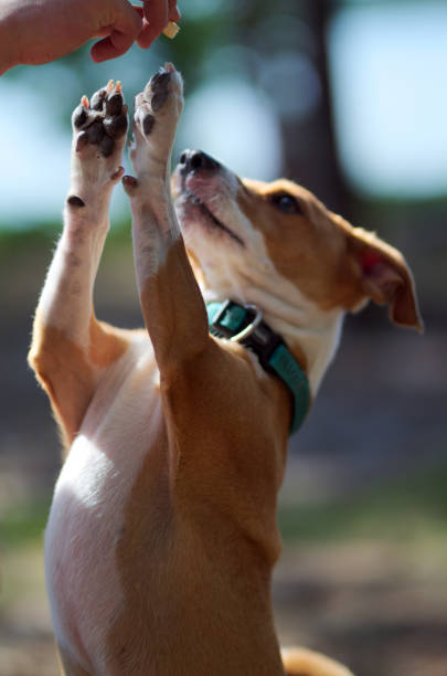 istock Man feeding jack russel terrier, dog 1050410590
