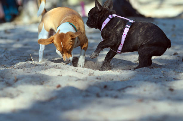 istock The dog's digs holes from sand 1050411082