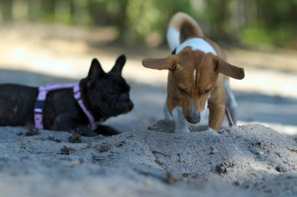 istock The dog's digs holes from sand 1050411132
