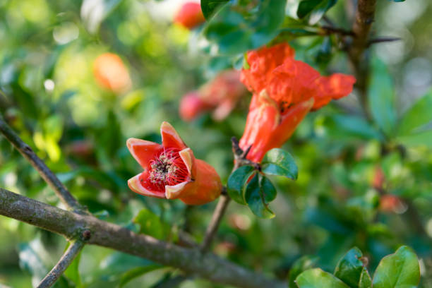 istock Red flowers of the Melograno tree 1050413854