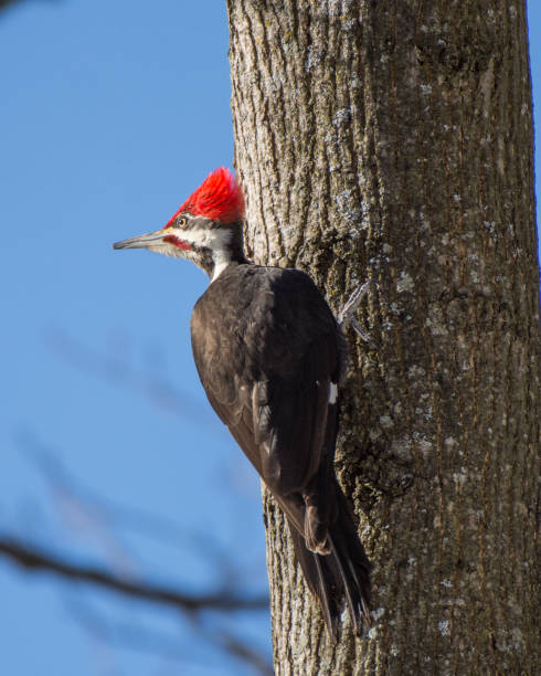 istock Pileated Woodpecker 1050416804