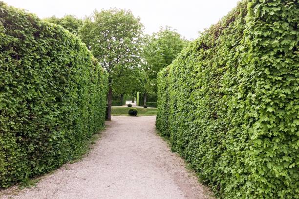 istock hedge in the park 1050416978