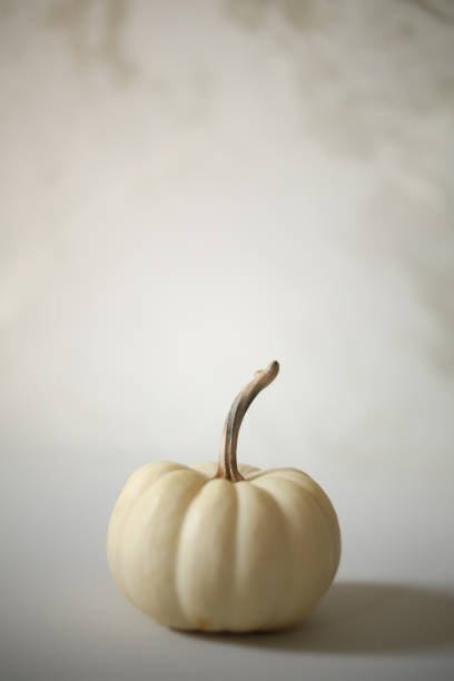 istock Single White Pumpkin Halloween against a white background, Modern Harvest Concept with Copy Space - Halloween and Thanksgiving Decorations, Chic Minimalist 1050420232