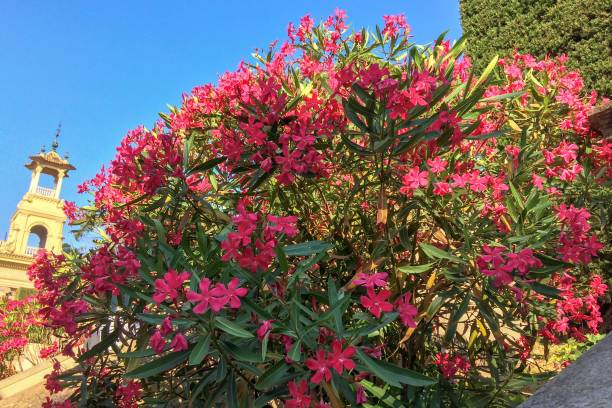 istock bush with lots of pink flowers 1050420380