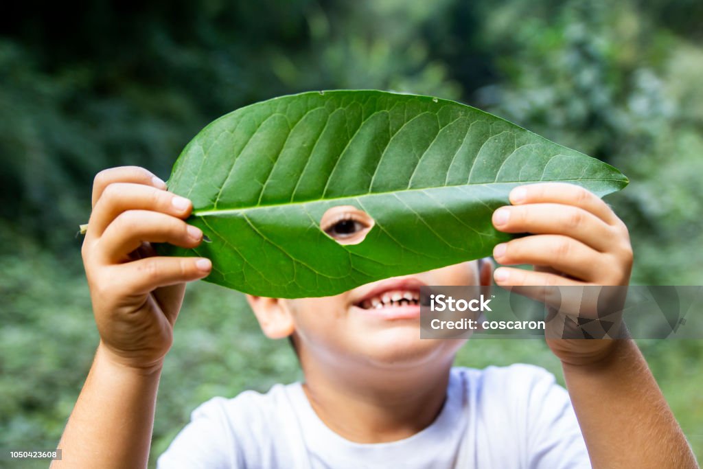 Bambino che guarda attraverso un buco in una foglia - Foto stock royalty-free di Bambino