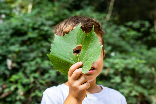 istock Little boy looking through a hole in a leaf 1050423616