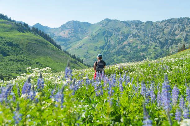 Hiking Through Natural Color This is a view of a hiking girl during our recent decent through the Albion Basin above the Alta Ski Resort in Little Cottonwood Canyon, Utah.  We were surrounded in wildflowers including these purple and white ones visible in the picture that were waist high.  The wet spring and summer left the mountains covered in a lush green.  Special spot. utah stock pictures, royalty-free photos & images