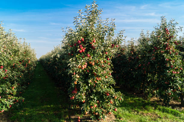 istock Apple harvest in the Old Country 1050428918