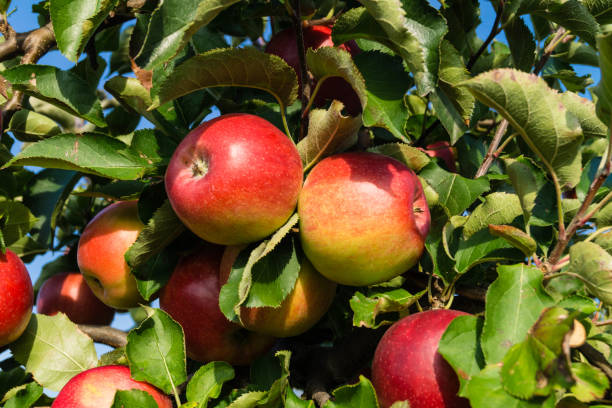 istock Apple harvest in the Old Country 1050428920
