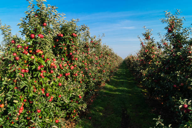 istock Apple harvest in the Old Country 1050428926