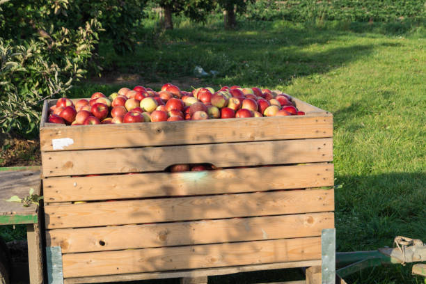 istock Apple harvest in the Old Country 1050428938