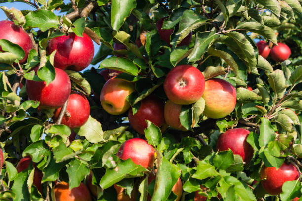 istock Apple harvest in the Old Country 1050428942