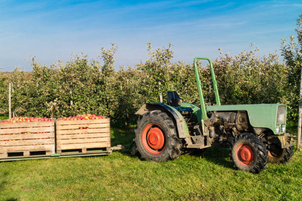 istock Apple harvest in the Old Country 1050428952