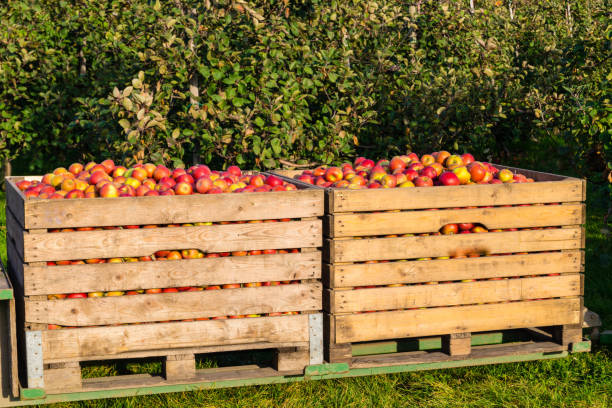 istock Apple harvest in the Old Country 1050428960