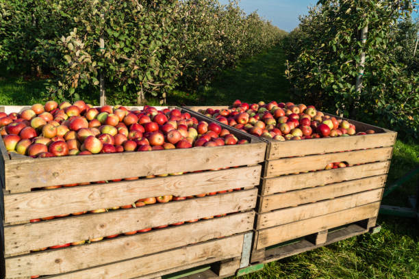 istock Apple harvest in the Old Country 1050428970