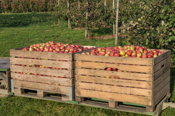 istock Apple harvest in the Old Country 1050428974