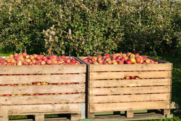 istock Apple harvest in the Old Country 1050428982