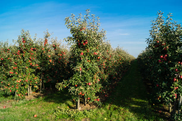 istock Apple harvest in the Old Country 1050428998