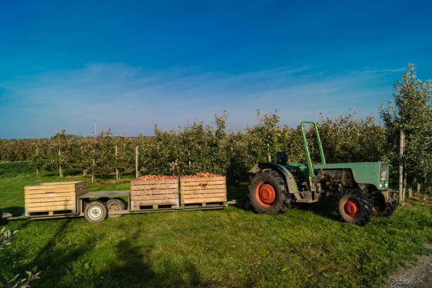 The ripe apples are picked and transported away in large boxes