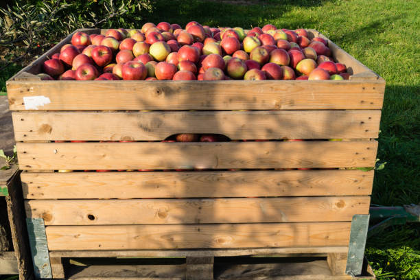 istock Apple harvest in the Old Country 1050429018