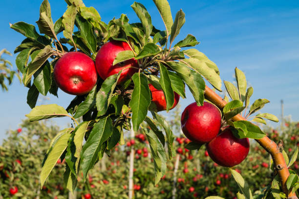 istock Apple harvest in the Old Country 1050429022