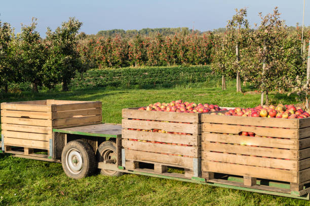The ripe apples are picked and transported away in large boxes