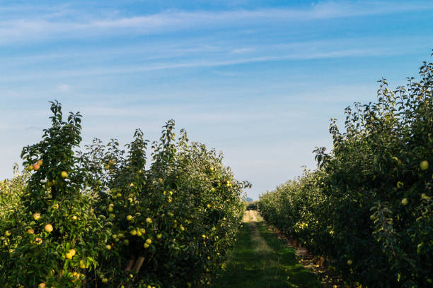 istock Apple harvest in the Old Country 1050429086
