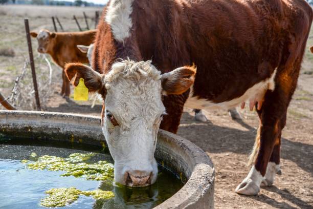 istock Drinking water - Grass fed beef cattle hereford heifers and calves 1050429366