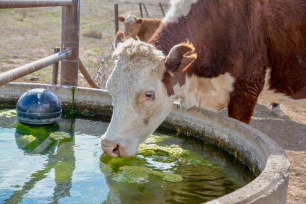 istock Drinking water - Grass fed beef cattle hereford heifers and calves 1050429494