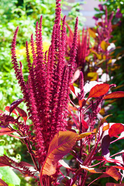 closeup inflorescence rouge amarante (amaranthus cruentus) sur la journée ensoleillée - amaranthus cruentus photos et images de collection