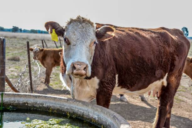istock Drinking water - Grass fed beef cattle hereford heifers and calves 1050431884