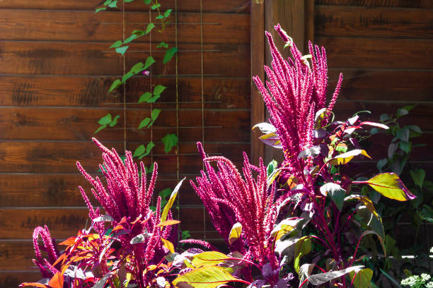 czerwony amarant (amaranthus cruentus) zbliżenie kwiatostanu w słoneczny dzień - amaranthus cruentus zdjęcia i obrazy z banku zdjęć