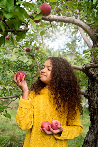 An adorable mixed-race little girl picking up apples in an orchard. She has long curly hair. She is wearing warm clothes on an autumn day. Vertical waist up outdoors shot with copy space.