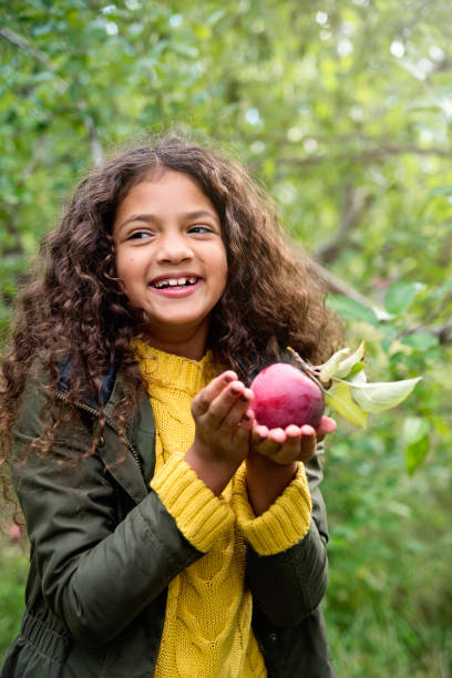 istock Mixed-race little girl picking apples in orchard. 1050432462