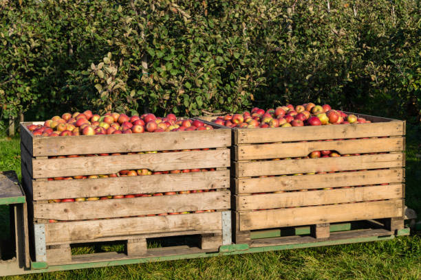 istock Apple harvest in the Old Country 1050434560
