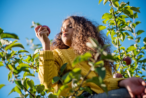 An adorable mixed-race little girl eating apple in an orchard on top of a tree. She has long curly hair. She is wearing warm clothes on an autumn day. Horizontal waist up outdoors shot with copy space.