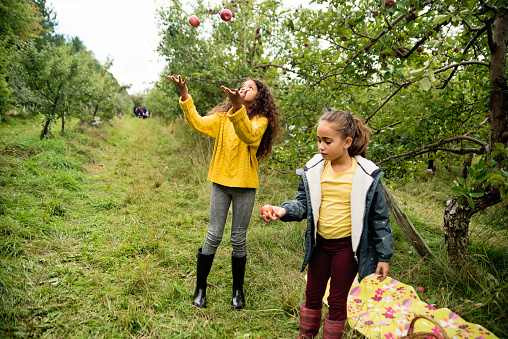 Two cute mixed-race little girls playing with apples in an orchard. They are trying to juggle with them. Both are wearing warm clothes on an autumn day. Horizontal full length outdoors shot with copy space.