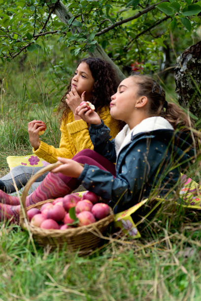 poco chicas comer manzanas en el huerto. - apple orchard child apple fruit fotografías e imágenes de stock