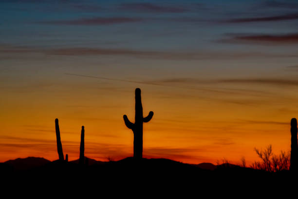 istock Orance Sky and Saguaro Cacti 1050437590