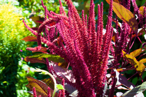 closeup inflorescence rouge amarante (amaranthus cruentus) sur la journée ensoleillée - amaranthus cruentus photos et images de collection