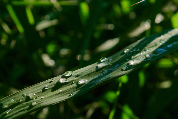 istock Drops of water on a green leaf. 1050442830