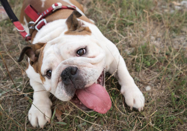 istock tired dog cools down on the grass with the tongue out 1050443028