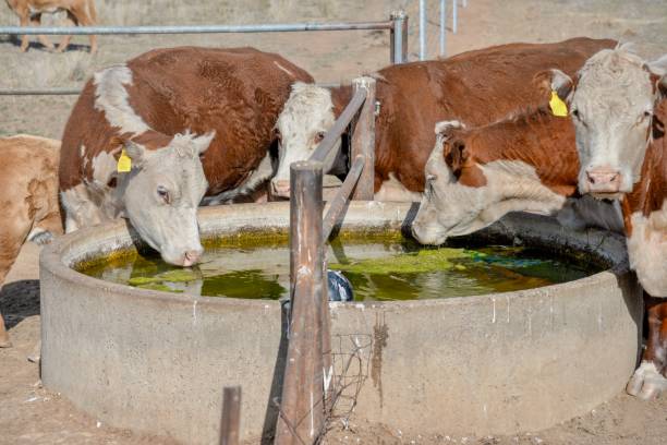 istock Drinking water - Grass fed beef cattle hereford heifers and calves 1050443274