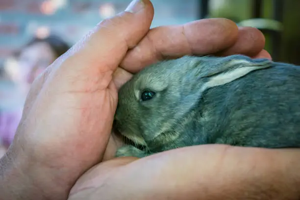 A small rabbit is sitting on the palms. The newborn hare is hiding on human hands. A tiny bunny is in the palms of your hands