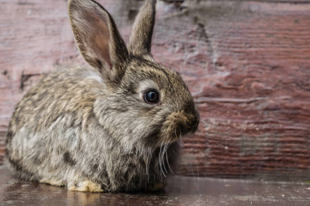 istock Little rabbit sitting on a wooden bench 1050445742