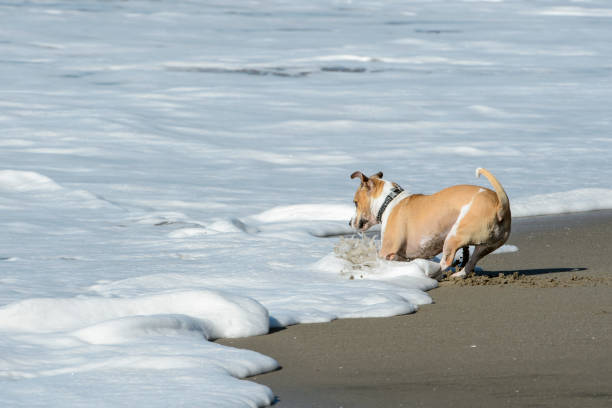 istock Small Brown and White Dog Playing on the Beach 1050445830