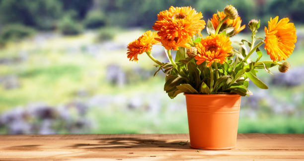 Calendula on wooden table, blur nature background, copy space, banner Calendula, pot marigold on wooden table, blur nature background, space for text, banner autumn copy space rural scene curing stock pictures, royalty-free photos & images