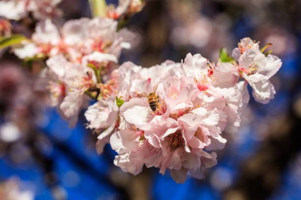 istock Springtime. Honey bee gathering pollen from almond tree blossoms 1050445948