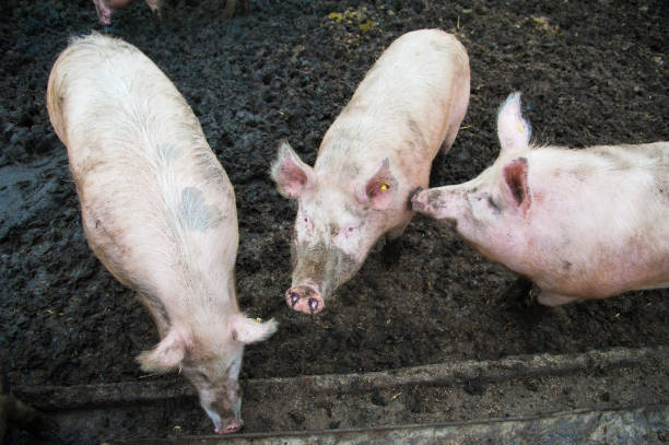 istock Domestic pigs on a farm 1050448488
